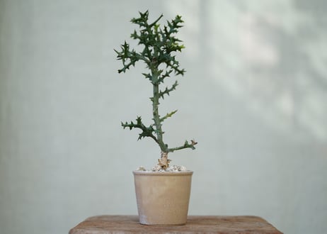 Euphorbia stenoclada