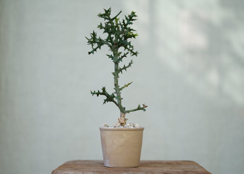 ユーフォルビア ステノクラーダ 大株 引き取り限定 楽天市場】ユーフォルビア（ステノクラーダ） 4号 黒色 プラスチック鉢