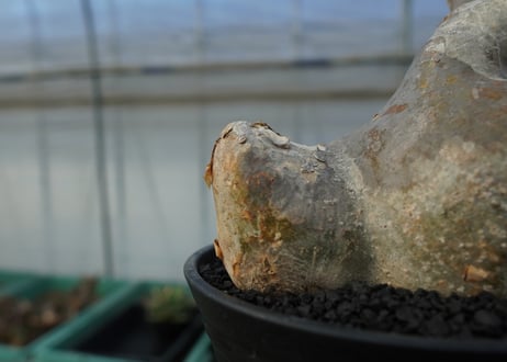 パキポディウム　グラキリス　Pachypodium Gracilius　No.1
