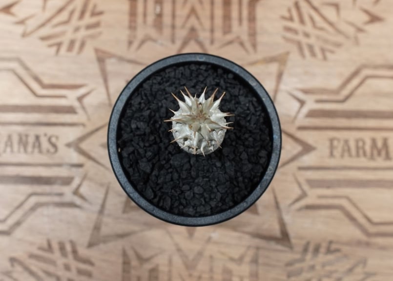 パキポディウム ホロンベンセ 沖縄実生株 No.1 | mana's farm:塊根植物