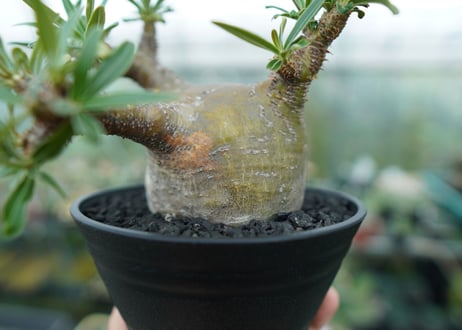 パキポディウム　グラキリス　 Pachypodium Gracilius  No.4