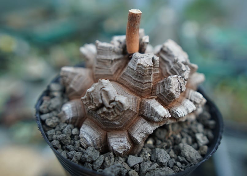 長谷川園芸産】亀甲竜 Dioscorea elephantipes No.7 | mana' 長谷川園芸産】亀甲竜 Dioscorea elephantipes No.7 | mana'