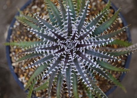 Dyckia meteor