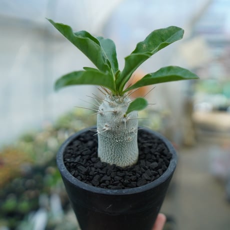 サンデルシー | STORES