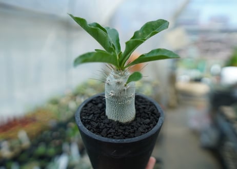 パキポディウム　サンデルシー　Pachypodeium saundersii  No.9
