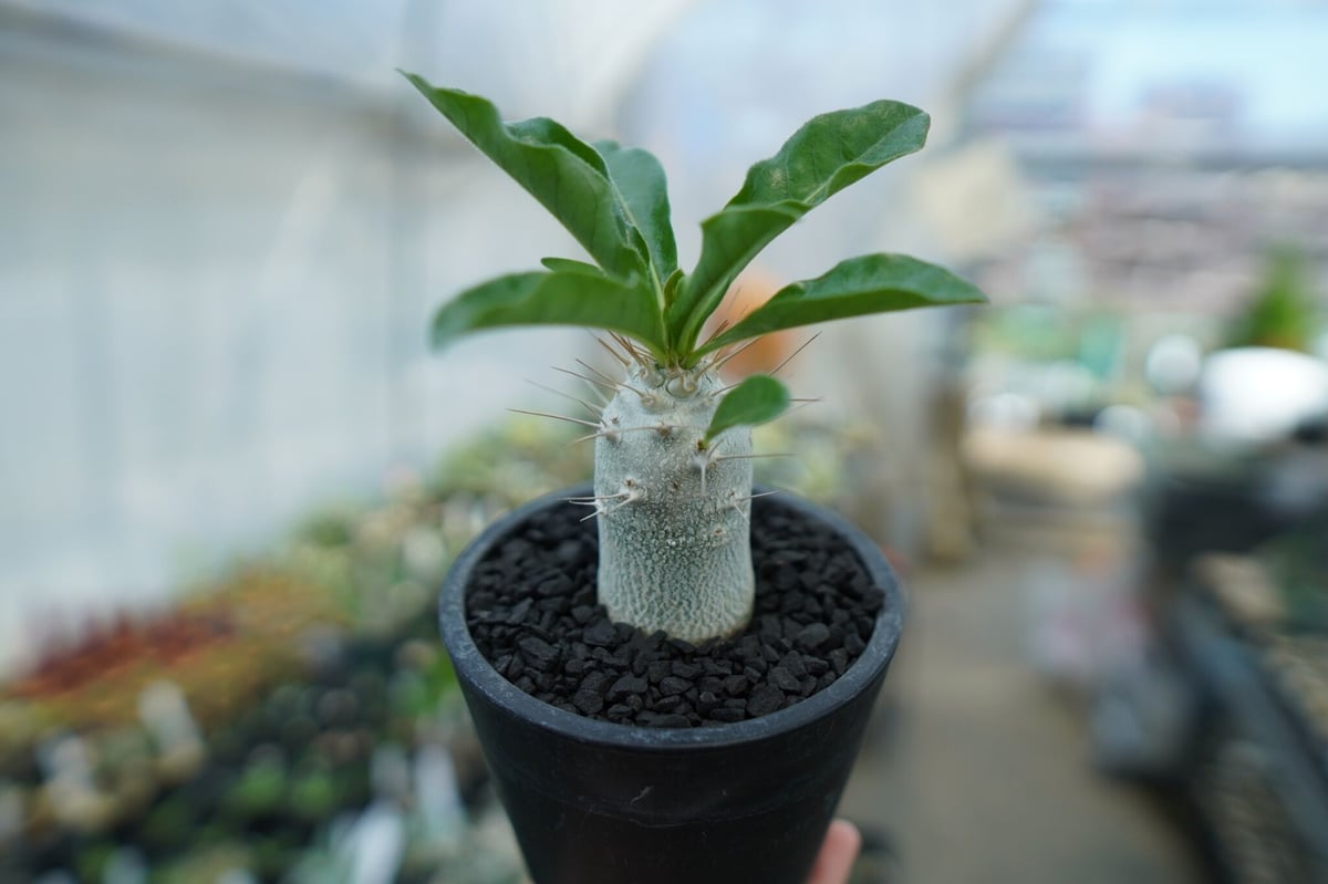 パキポディウム サンデルシー Pachypodeium saundersii No.9 |