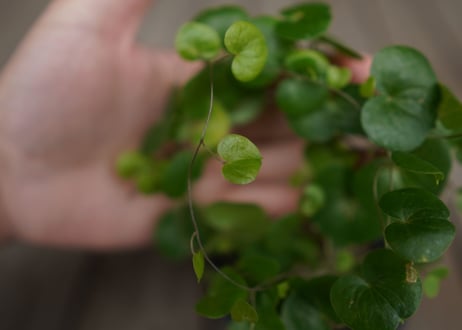 亀甲竜　モンタナ  Dioscorea elephantipes var. montana