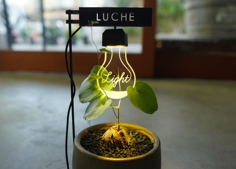 亀甲竜 ”塊根植物スターターセット” NO.2 | mana's farm:塊根植物