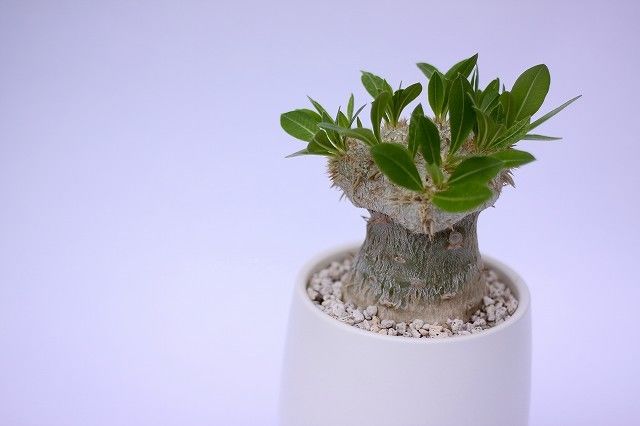 パキポディウム 恵比寿笑い ブレビカウレ 接ぎ木 | mana's farm:塊根