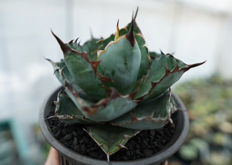アガベ　チタノタ　 ブラックアンドブルー 　Agave titanota black and blue　NO.7