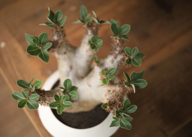 パキポディウム デンシフローラム Pachypodium densiflorum | mana