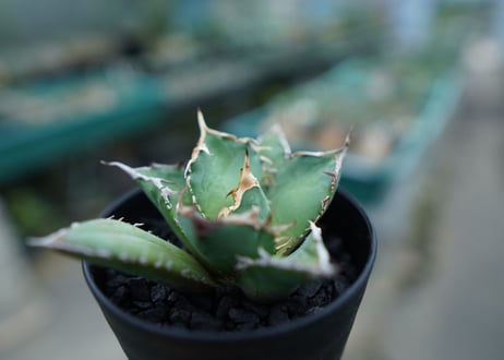アガベ　チタノタ　白鯨　Agave titanota White whale　No.2