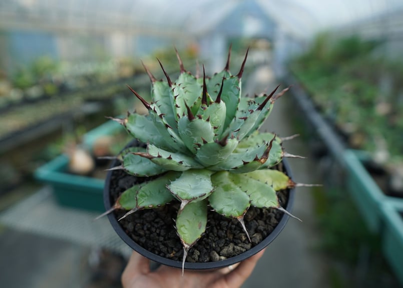 アガベ マクロアカンサ×ポタトラム Agave macroacantha×potatorum