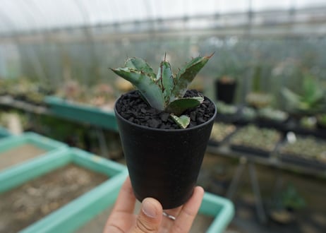 アガベ　チタノタ　 ブラックアンドブルー 　Agave titanota black and blue　No.2