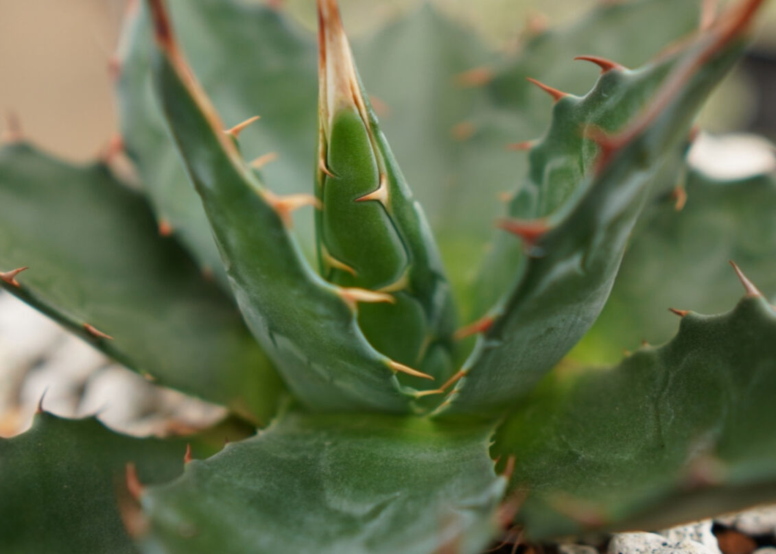 アガベ•モンタナ［再アップ］ アガベ モンタナ アガベ モンタナ | ネットショップ・アガベ