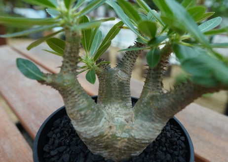 パキポディウム マカイエンセ　Pachypodium makayense　No.10