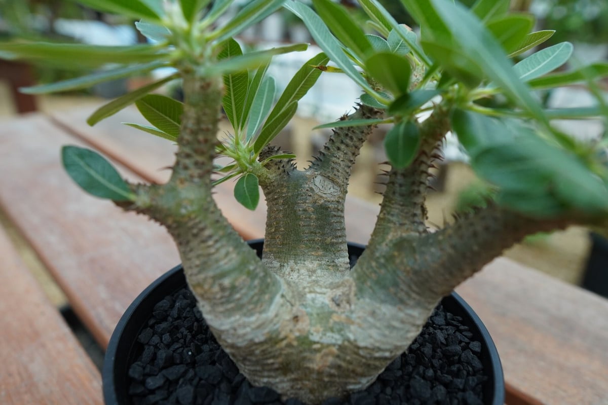 パキポディウム マカイエンセ Pachypodium makayense No.10 | ma