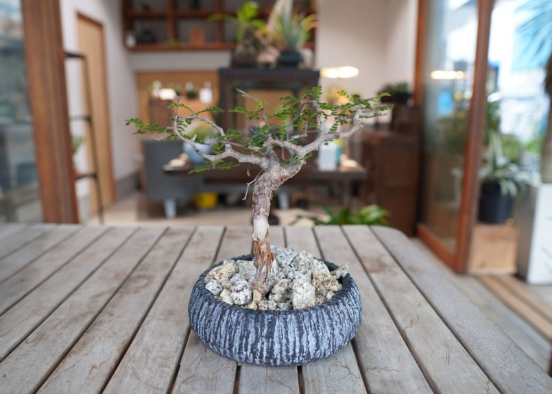コミフォラ モンストローサ Commiphora monstrosa | mana's far