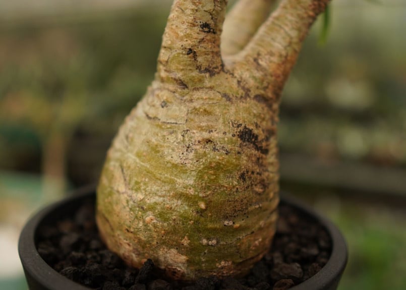 Pachypodiuｍ パキポディウム グラキリス ベアルート 塊根植物