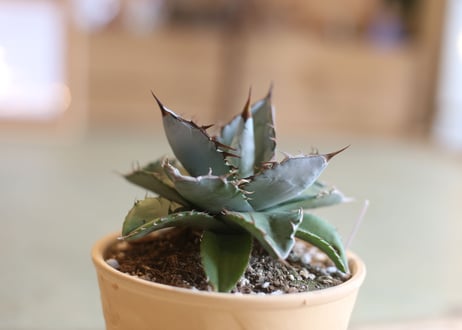 Agave titanota whiteice