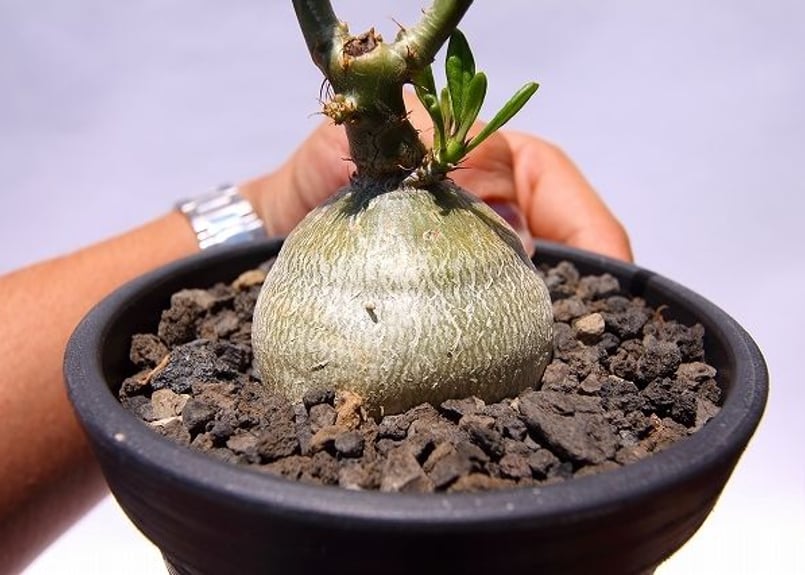 パキポディウム・サキュレンタム パキポディウム サキュレンタム