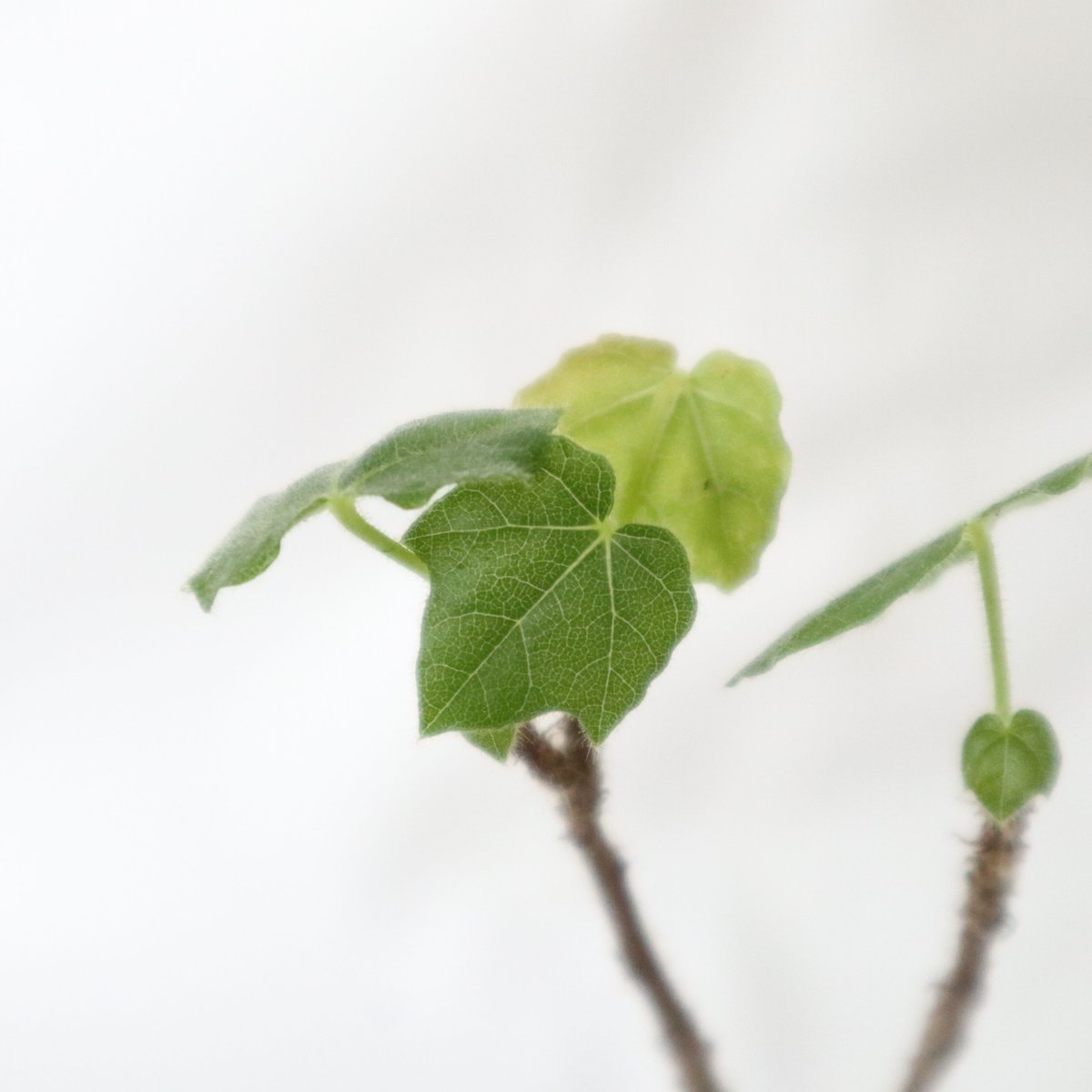 ステルクリア リンコカルパ | mana's farm:塊根植物・アガベ・ドライ