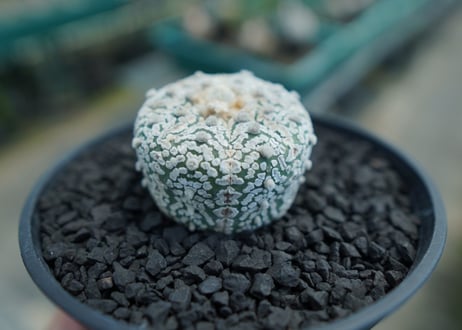 アストロフィツム　スーパー兜　Astrophytum asterias 'Superkabuto'