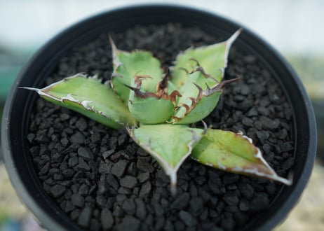 アガベ　チタノタ　黒鯨　Agave titanota black whales　No.5