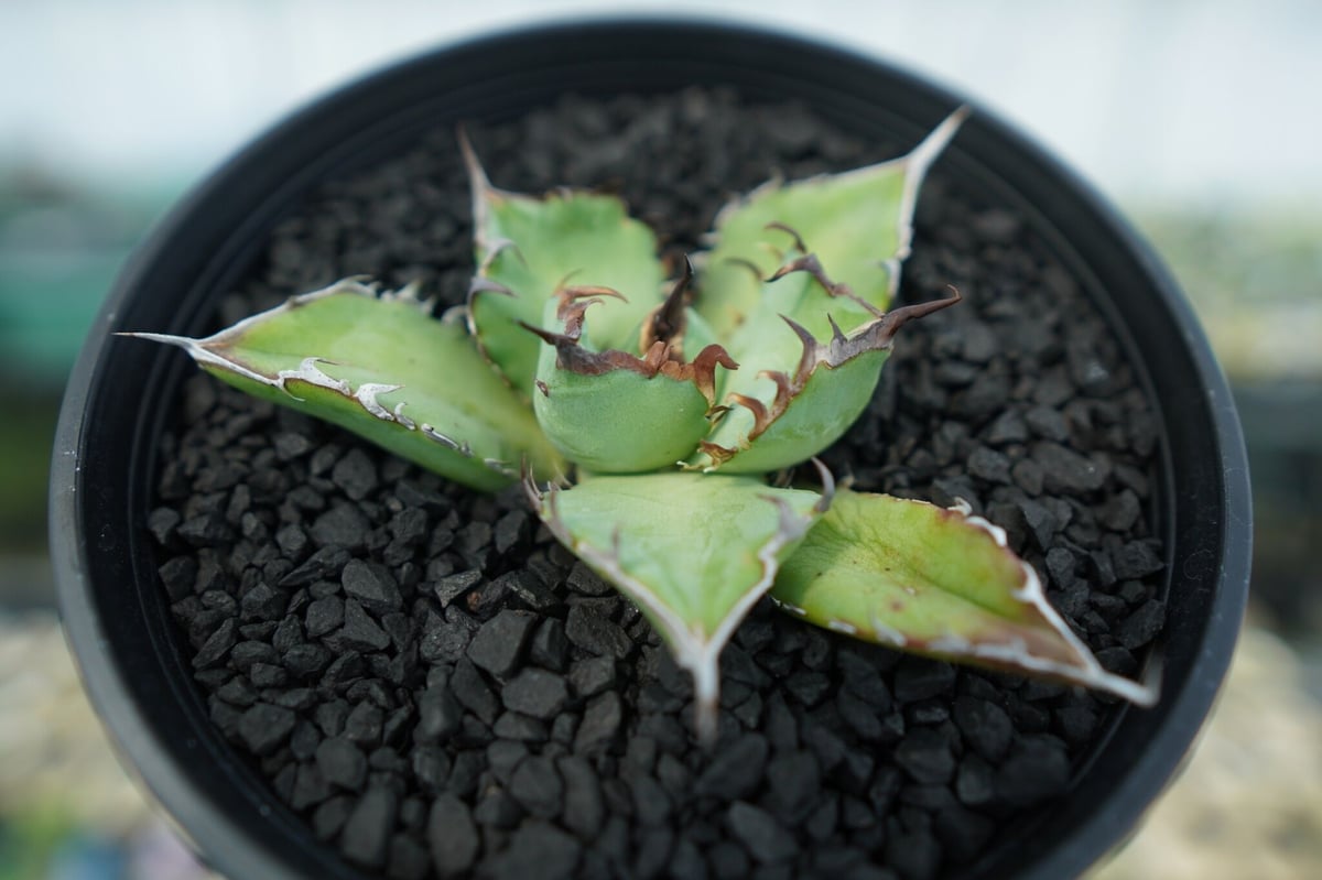 アガベ チタノタ 黒鯨 Agave titanota black whales No.5 | アガベ チタノタ 黒鯨 Agave titanota black whales No.5 |