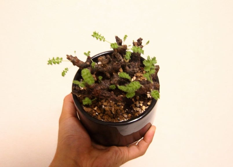 ペラルゴニウム アルテルナンス Pelargonium alternans | mana's