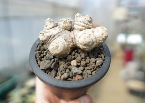 パキポディウム　恵比寿笑い　Pachypodium brevicaule