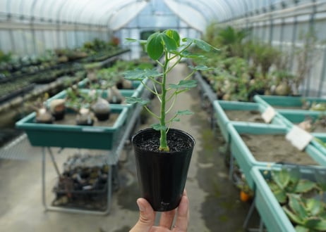 アデニア　グラウカ　Adenia glauca  No.9