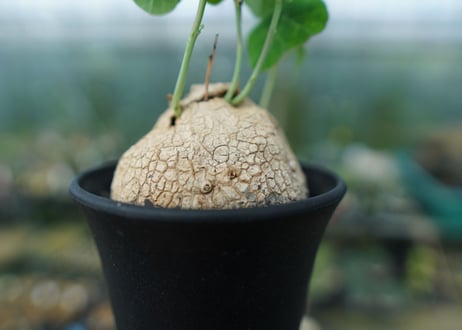 ステファニア　エレクタ　Stephania erecta