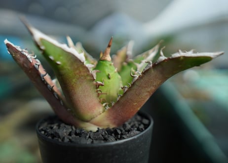 アガベ　チタノタ　レッドキャットウィーズル　Agave titanota Red catweezle　No.10