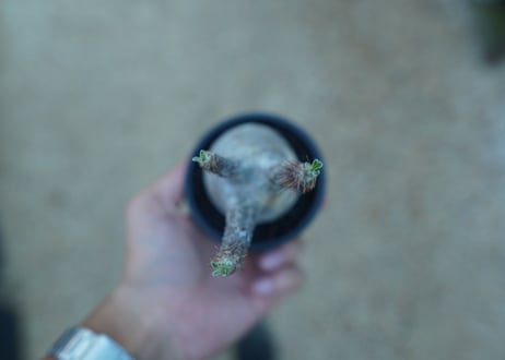 【未発根】パキポディウム　グラキリス　 Pachypodium Gracilius  No.24