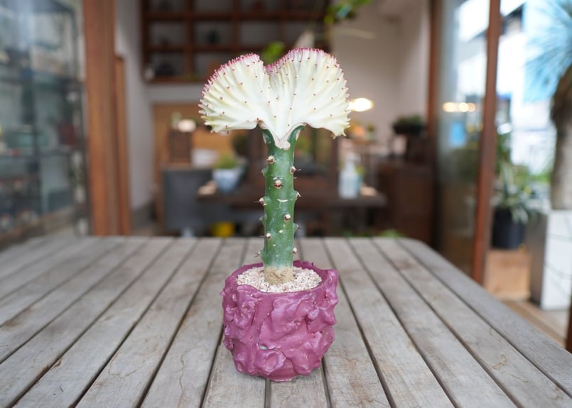 ユーフォルビア ラクテア Euphorbia lactea | mana's farm:塊根