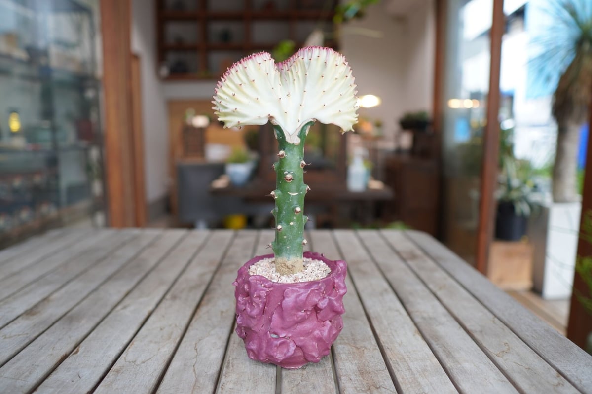 ユーフォルビア　ラクテア　ゴールドの陶器製ポット付き ユーフォルビア ラクテア ゴールドの陶器製ポット付き