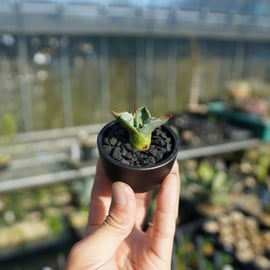 アガベ USパラサナ✖️マルガリータ胴切り天 アガベ・パラサナ