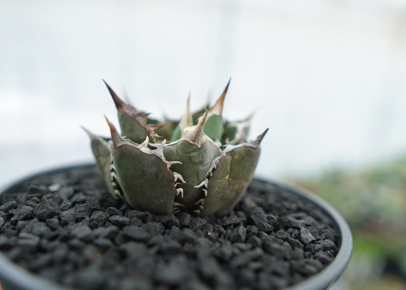 アガベ チタノタ FO-76 agave titanota FO-76 No.12 | ma