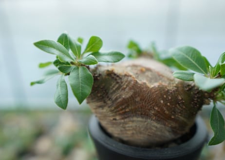 パキポディウム　マカイエンセ　Pachypodium makayense No.3