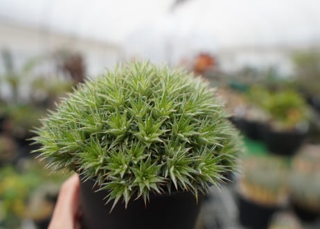 デウトコロニア　クロランサ　Deuterocohnia chlorantha