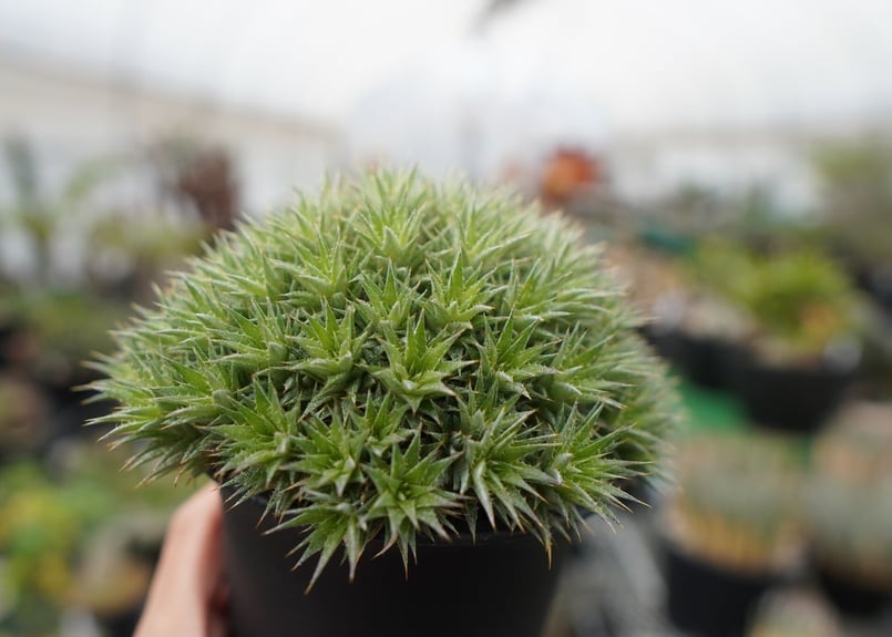 デウトコロニア クロランサ Deuterocohnia chlorantha | mana's