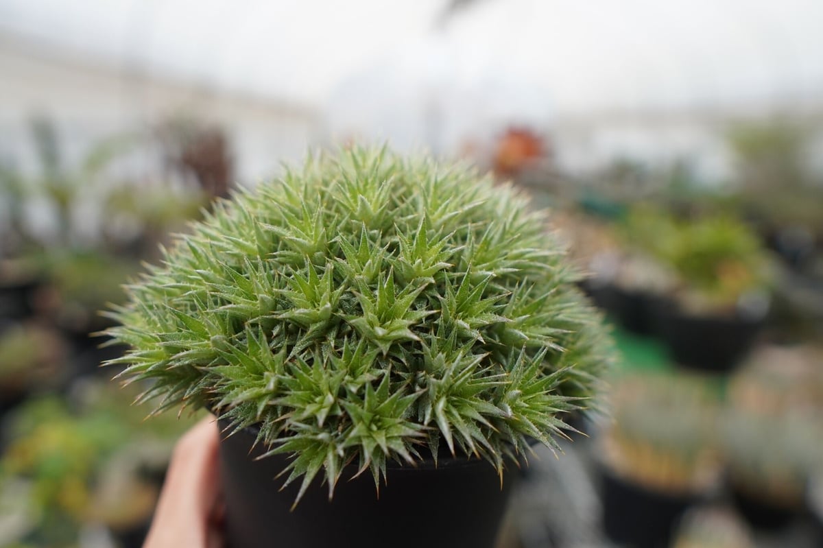 デウトコロニア クロランサ Deuterocohnia chlorantha | mana's