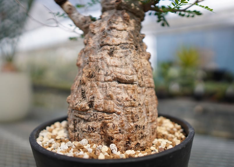 オペルクリカリアパキプス塊根植物　ビザールプランツ オペルクリカリア パキプス | mana's farm:塊根植物・アガベ・ドライ