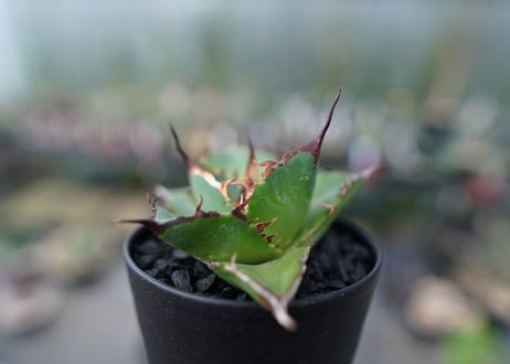 アガベ　チタノタ　ハデス　Agave titanota Hades　No.2