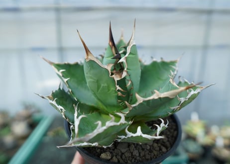 アガベ　チタノタ　FO-76　agave titanota  FO-76 No.3