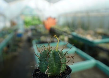 ユーフォルビア　スーパーバリダ　Euphorbia super valida  No.10