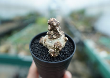 ドルステニア フォエチダ Dorstenia foetida　No.3