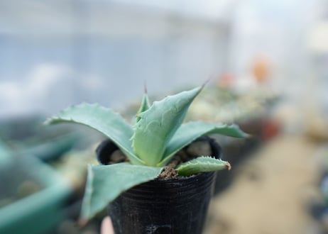 アガベ　オバティフォリア　Agave ovatifolia　No.4