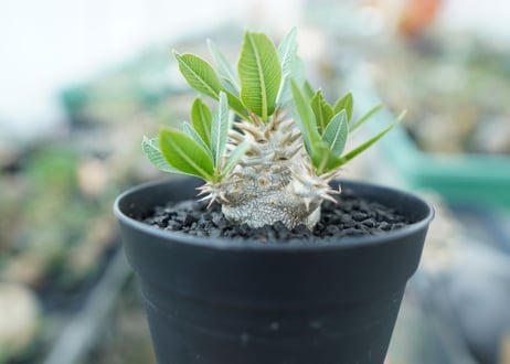 パキポディウム　恵比寿大黒　Pachypodium Densicaule　No.4